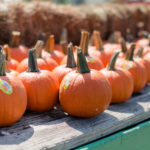 OLD TIME CHRISTMAS TREE FARM