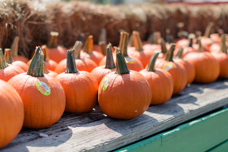 OLD TIME CHRISTMAS TREE FARM